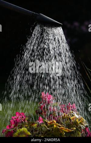 Eine Frau gießt während der Sommertrockenheit rosa Begonais in einem Blumentopf mit einer Gießkanne Stockfoto
