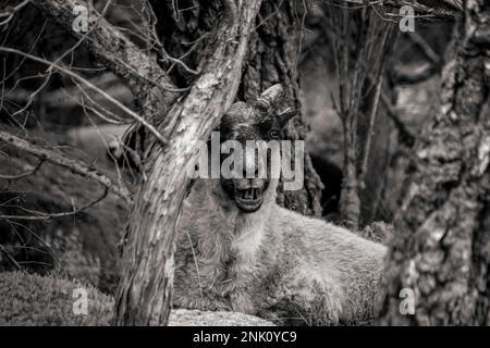 Billy Goat ruht in den Wäldern in Norwegen, Schwarz und Weiß Stockfoto