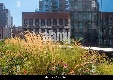 NYC-Gebäude aus dem High Line Park mit Ziergras und rosa Rudbeckia im Vordergrund, aufgenommen an einem sonnigen Sommertag ohne Menschen Stockfoto