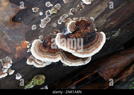 Trametes versicolor, allgemein bekannt als truthahnschwanz oder Truthahnschwanz, Halterungspilz aus Finnland Stockfoto