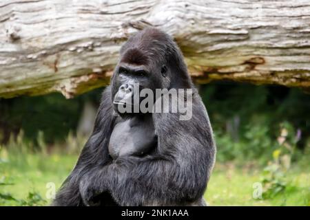 Porträt des Flachland-Gorillas von vorne Stockfoto