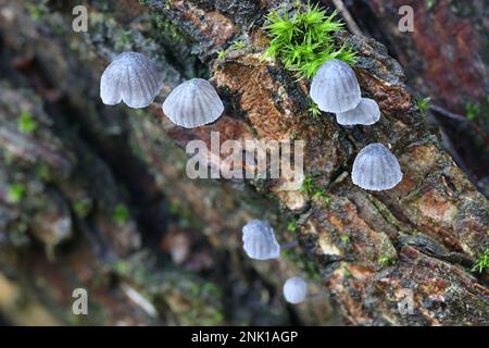 Mycena pseudocorticola, ein finnischer Hutpilz, kein gebräuchlicher englischer Name Stockfoto