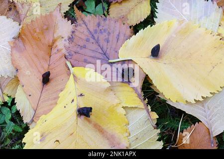 Tetraneura ulmi, die Ulme-Sack-Gall-Blattläuse, Gallen auf gefallenen Ulmenblättern in Finnland Stockfoto