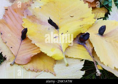 Tetraneura ulmi, die Ulme-Sack-Gall-Blattläuse, Gallen auf gefallenen Ulmenblättern in Finnland Stockfoto