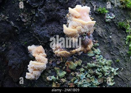 Antrodiella serpula, ein Polyporenpilz, der in Finnland auf Hasel wächst, kein gebräuchlicher englischer Name Stockfoto