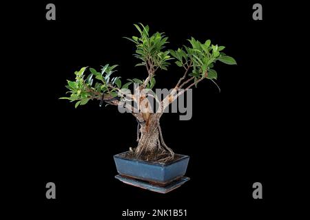 Ficus tigerbark bonsai, isoliert auf dunklem Hintergrund (Ficus microcarpa) Stockfoto