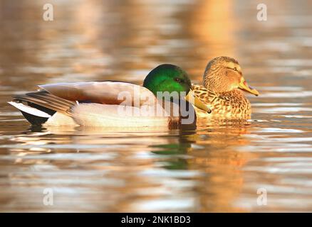 Stockenten, die zusammen auf einem Teich schwimmen (Anas platyrhynchos) Stockfoto