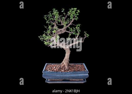 Portulacaria afra isolierte große Bonsai; Geldbaum oder Elefantenbusch, dies ist eine saftige Pflanze, geeignet für Bonsai-Kunst Stockfoto