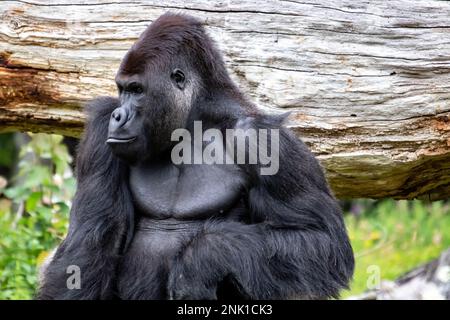 Porträt des Flachland-Gorillas von vorne Stockfoto