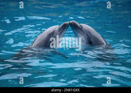 Ein paar Delfine, die im blauen Wasser tanzen. Stockfoto