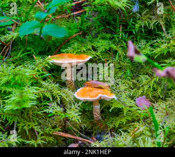 Zwei Orangenpilze in Moos und Schnecken Stockfoto