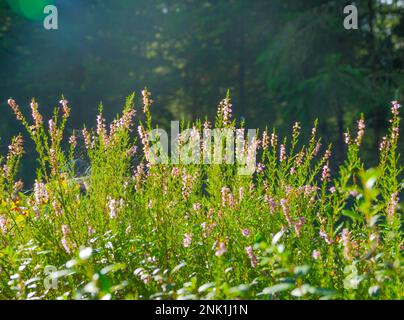 Heidenblumen im Herbstkiefernwald Stockfoto
