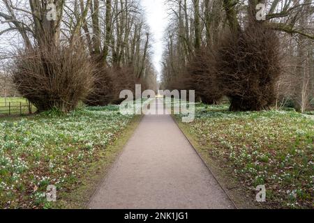 Schneeglöckchen blühen auf der Lime Avenue auf dem Kingston Lacy Country Estate in Dorset, England, im Februar Stockfoto