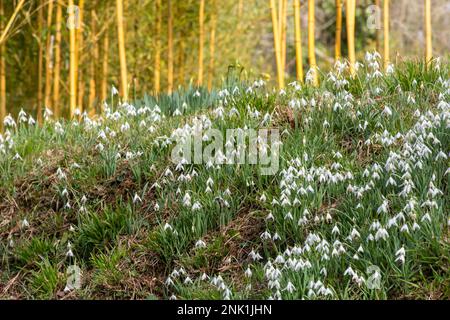 Schneeglöckchen und farbenfroher Bambus in den Gärten auf dem Kingston Lacy Landgut in Dorset, England, im Februar Stockfoto