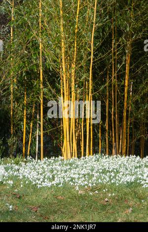 Schneeglöckchen und farbenfroher Bambus in den Gärten auf dem Kingston Lacy Landgut in Dorset, England, im Februar Stockfoto