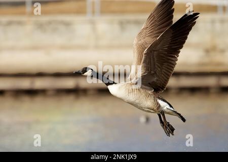 Kanadagans (Branta canadensis) im Flug. Eine Gans, die vom Fluss abfliegt. Stockfoto