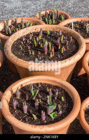 Verschiedene Tulpen wachsen im Februar in Terrakotta-Pflanzentöpfen Stockfoto