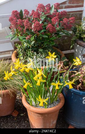 Miniaturnarzissen in Blüten und Skimmia japonica Pflanzen in Terrakotta Blumentöpfen im Februar, England, Großbritannien Stockfoto