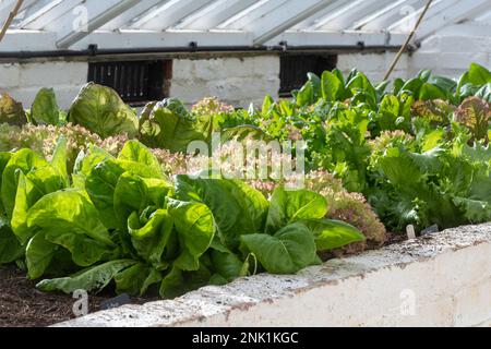 Wintersalatblätter und -Salate, die im Februar in einem Gewächshaus wachsen, Dorset, England, Großbritannien Stockfoto