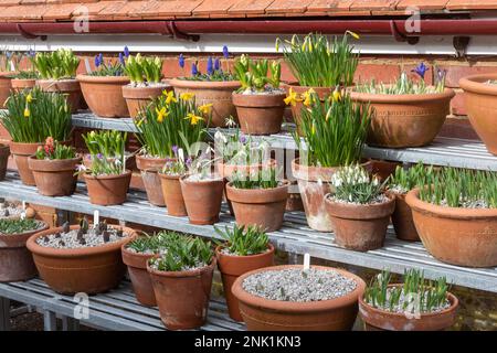 Ausstellung von Frühlingszwiebeln und Blüten, einschließlich blühender Miniatur-Narzissen in Terrakotta-Töpfen, England, Großbritannien Stockfoto