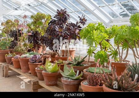 Sorte von Kakteen und saftigen Pflanzen in einem Gewächshaus, Großbritannien Stockfoto