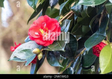 Camellia japonica „Drama Girl“, eine rosafarbene Sorte des immergrünen Strauchs, die Ende Februar in Dorset, England, zu blühen beginnt Stockfoto