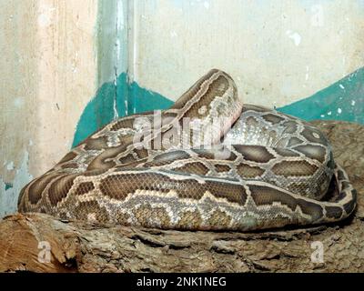 Die indische Python (Python molurus), die in tropischen und subtropischen Regionen des indischen Subkontinents und Südostasiens heimisch ist, wird auch als Schwarzschwanzpython bezeichnet Stockfoto