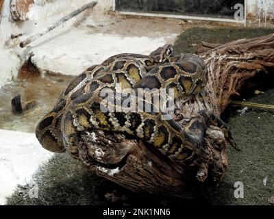 Die indische Python (Python molurus), die in tropischen und subtropischen Regionen des indischen Subkontinents und Südostasiens heimisch ist, wird auch als Schwarzschwanzpython bezeichnet Stockfoto