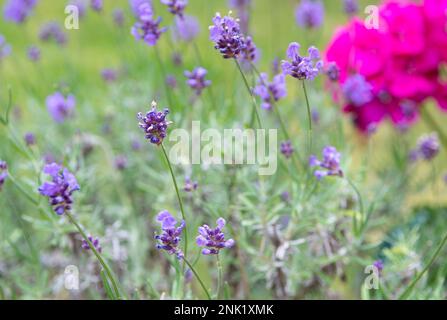 Hidcote Lavendel wächst im Garten mit geringer Feldtiefe und rosa Geranium im Hintergrund Stockfoto