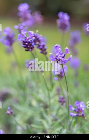 Hidcote Lavendel wächst im Garten mit geringer Feldtiefe Stockfoto