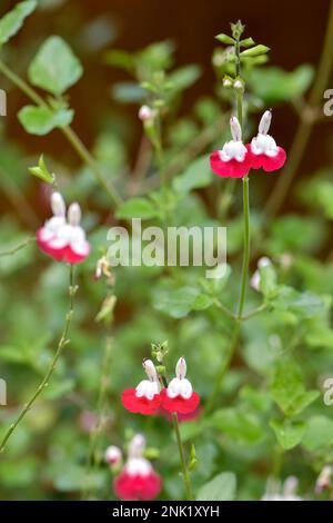 Hübsche rot-weiße Blüten der Salvia Hotlips in voller Blüte Stockfoto