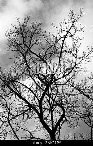 Eine Graustufenaufnahme eines blattlosen Baumes, Silhouette vor einem bewölkten Himmel Stockfoto