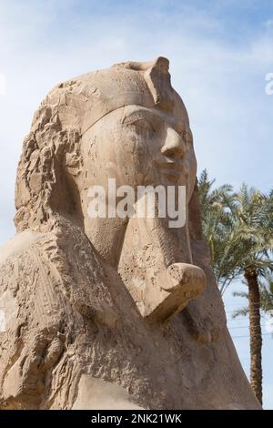 Die Memphis-Sphinx, Detail, 1550-1069 v. Chr. circa, Detail, ägyptischer Alabaster, Mit Rahina Museum, Memphis, Ägypten Stockfoto