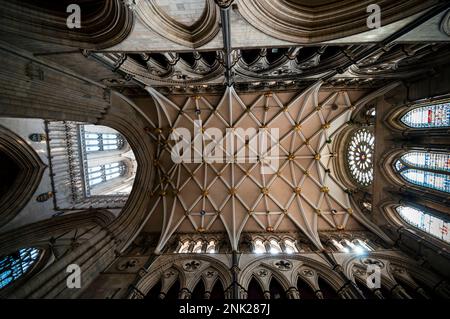 Rechtwinklige Gothic York Minster Rippengewölbe und Rosenfenster im südlichen Querschiff, England. Stockfoto