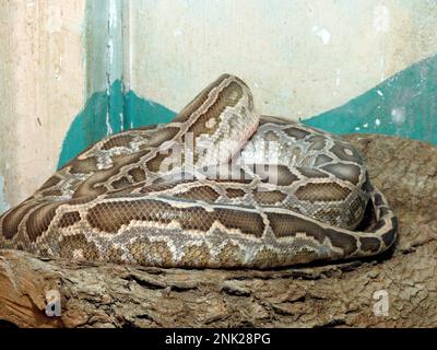 Die indische Python (Python molurus), die in tropischen und subtropischen Regionen des indischen Subkontinents und Südostasiens heimisch ist, wird auch als Schwarzschwanzpython bezeichnet Stockfoto