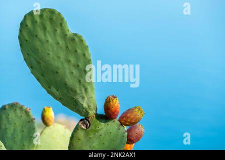 Stachelbirnen-Kaktus mit Früchten auf blauer Meeresoberfläche Stockfoto