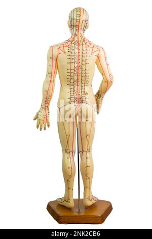 Rückansicht des medizinischen Akupunkturmodells des Menschen auf weißem Hintergrund isoliert Stockfoto