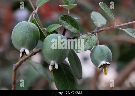 Reife Feijoa-Früchte auf einem Baum im Garten Lat. ACCA sellowiana. Frische Feijoa, fast bereit zur Ernte. Stockfoto