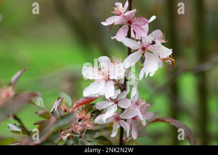 Blühender Apfelbaum auf einem unscharfen natürlichen Hintergrund. Selektiver Fokus. Hochwertiges Foto Stockfoto