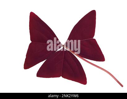 Oxalis triangularis Mijke – Purple Butterfly Plant, isoliert auf weißem Hintergrund. Stockfoto