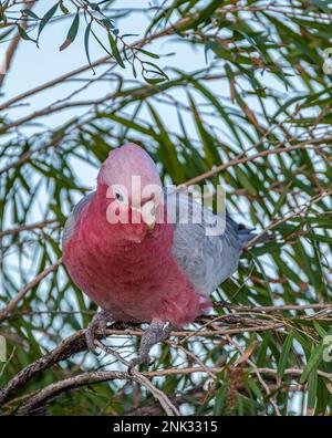 Die Galah (Eolophus roseicapilla), auch bekannt als Galah oder rosa und grau, in Australien Stockfoto