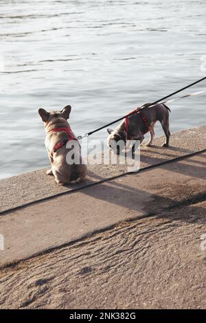 Ich gehe mit Bulldoggen spazieren Stockfoto