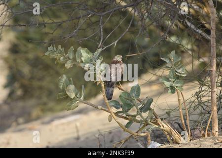 Ein Shikra, das im Desert National Park in Rajasthan India auf der Jagd steht Stockfoto