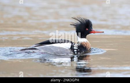 Winterender männlicher roter Merganser (Mergus serrator), der im Rhein-Outlet in der Nordsee in Katwijk, Niederlande, schwimmt. Stockfoto