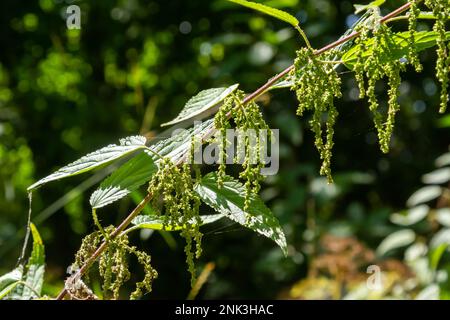 Foto einer Pflanze Brennnessel. Brennessel mit flauschigen grüne Blätter. Hintergrund Pflanze Brennnessel wächst in den Boden. Anlage. Stockfoto