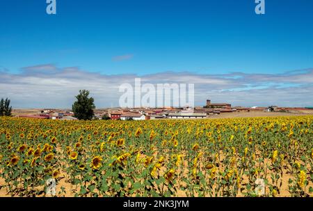 Felder mit wunderschönen Sonnenblumen, die neben dem Weg auf dem Jakobsweg wachsen - dem französischen Weg des Jakobsweges, Spanien Stockfoto