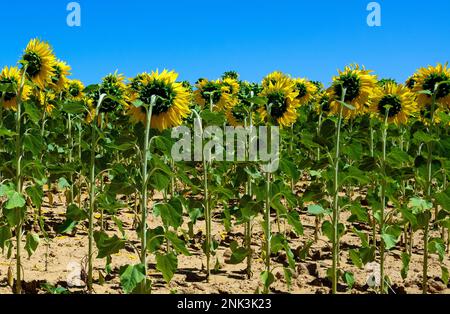 Felder mit wunderschönen Sonnenblumen, die neben dem Weg auf dem Jakobsweg wachsen - dem französischen Weg des Jakobsweges, Spanien Stockfoto