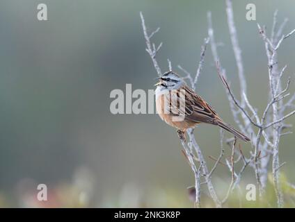 Sing Male Rock Bunting, CIA Emberiza, in Spanien. Stockfoto