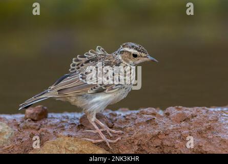 Immature Wood Lark, Lullula arborea arborea, in Nordspanien. Ich Besuche einen Trinkpool. Stockfoto