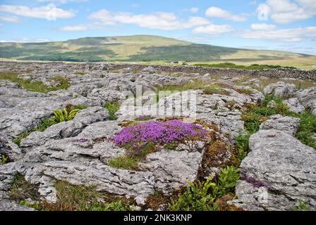 Farbenfroher wilder Thymian, der auf dem Kalksteinpflaster (nicht weit von Whernside, nahe Ribblehead) im Yorkshire Dales National Park, North Yorkshire, wächst Stockfoto